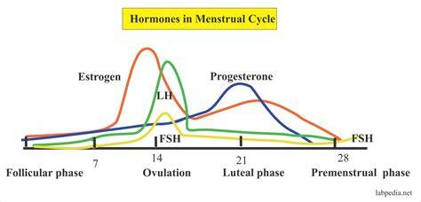 Infografic: Fluxul hormonal al LH, FSH, GnRH, estrogen, progesteron și testosteron în ciclul menstrual