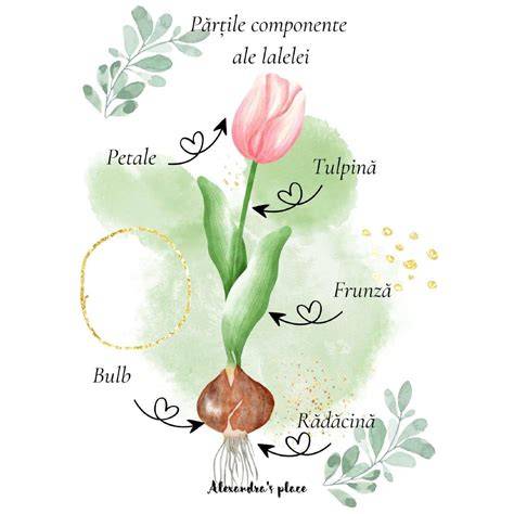 Infografic: Structura napraznicului, frunze, tulpini, florile roz, habitat natural
