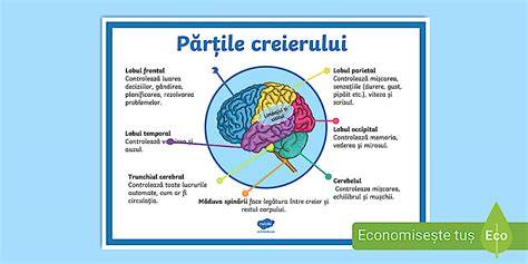 Schema conectivității creierului în timpul cântatului împreună cu copilul