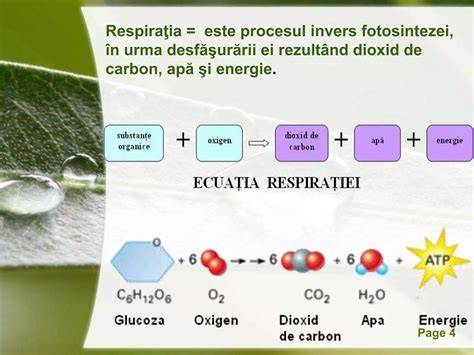 Imaginea 1: Diagramă a procesului de pigmentare a irisului la bebeluși