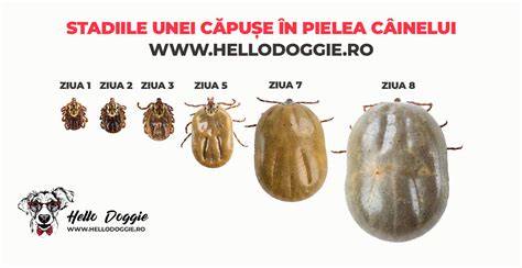 Diagrame despre cum sa extragi corect o capusa