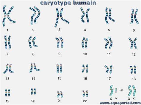 Cariotype example - prelevare sang si analiză cromozomală