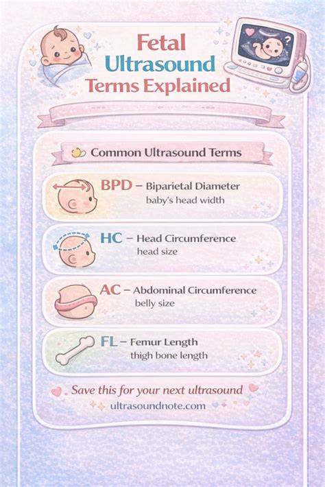 Infografic: Etapele morfologiei fetale pe trimestere si parametri principali (HC, BPD, AC, FL, AFI, Doppler)