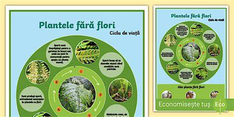 Infografic despre ciclul de viață al briofitelor comparat cu ciclul plantelor cu semințe