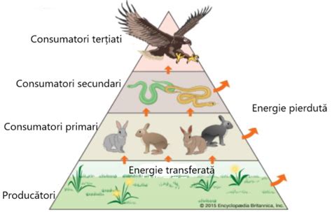 Diagrama lant trofic și bioacumulare în condiții de sol poluat