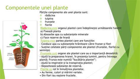 tabel: Componentele solului și rolul lor în fertilitate
