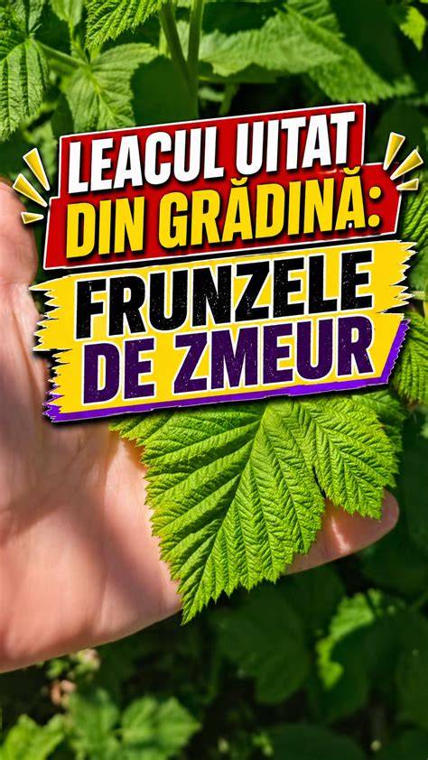 Frunze de zmeur - infografic despre utilizări în sarcină