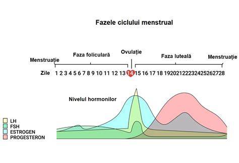 Diagramă: Faze ale ciclului menstrual și rolul hormonal