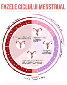 Grafic: Faza menstruală, ovulația și fertilitatea - ferestrele fertile