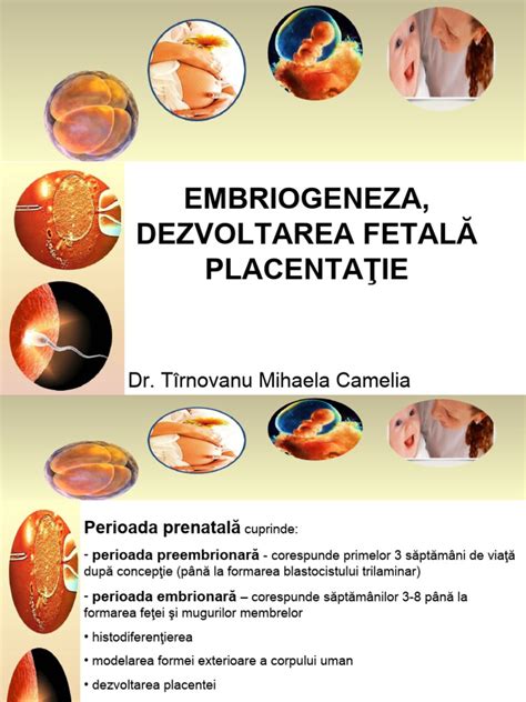 Formarea zigotului și a blastocistului