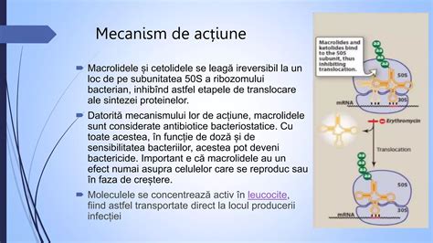 Schema mecanismului de acțiune al trimebutinei asupra motilității intestinale