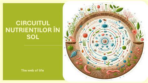 Infografic: ciclul nutrienților în sol