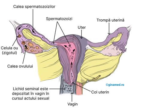 Făt poziționat anormal în uter