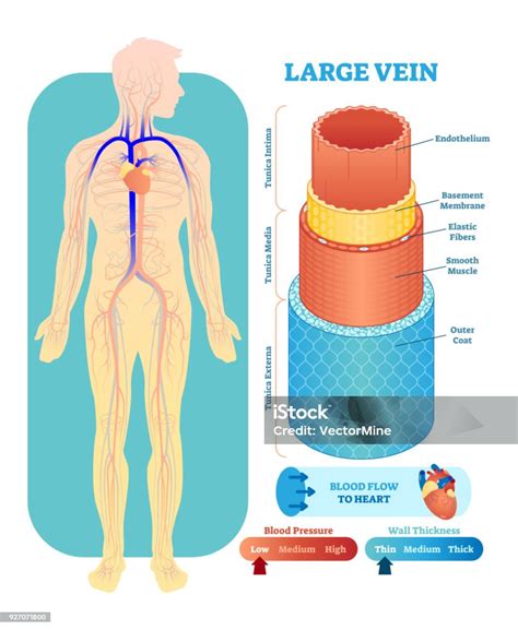 Secțiune transversală a abdomenului cu incizia de cezariană