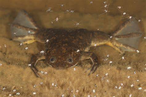 Diagramă a etapelor de manipulare embrionară la Xenopus laevis