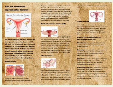 Infografic: Schiță a sistemului reproducător feminin și fluxul de îngrijire obstetrică-ginecologică
