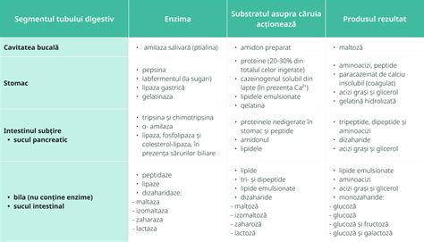 Infografic: Calea digestivă, absorbția nutrienților și cauzele malnutriției
