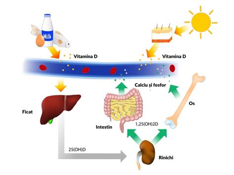 Diagrama privind rolul calciului și vitaminei D în organism