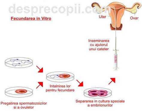 Infografic despre procesul fertilizării: de la ovul la implantare