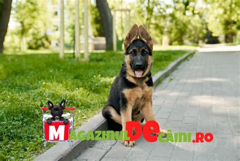 Diagramă de activități zilnice recomandate pentru Ciobanesc German