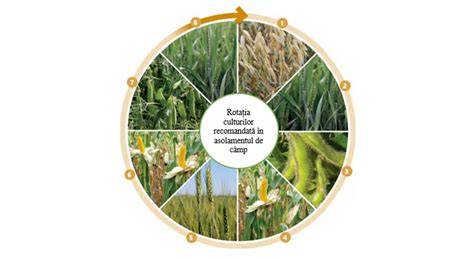Protecția solului: no-till, mulching, rotația culturilor