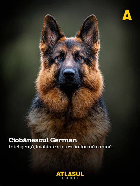 compositie tipică a hranei pentru Ciobănescul German și argumente pentru dietă echilibrată