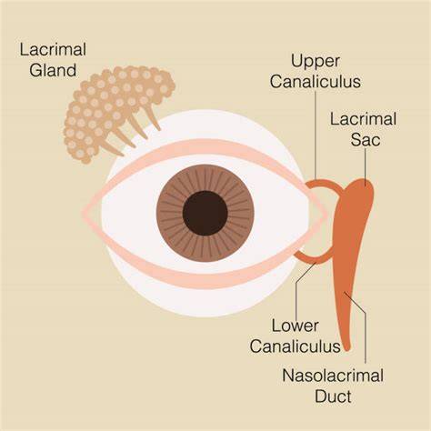 Ilustratie proces lacrimi: glandă lacrimală, canaliculi, suprafața oculară
