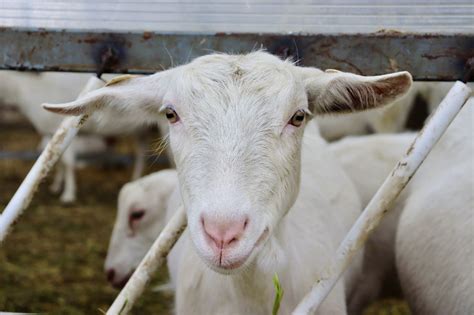 Diagramă comparativă lapte de vacă vs lapte de capră