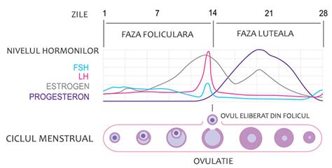 Grafic ciclu menstrual