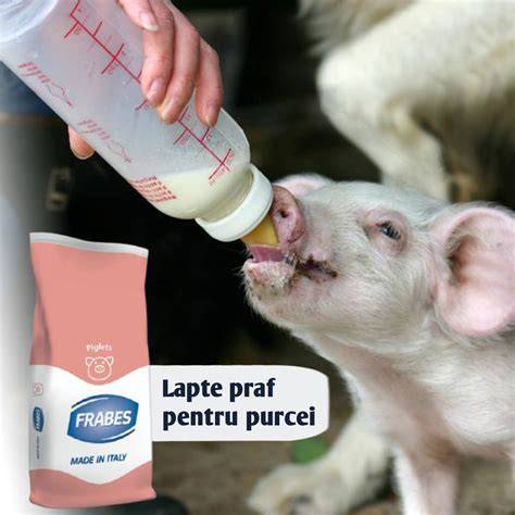 Diagramă flux hrănire purcei cu lapte praf