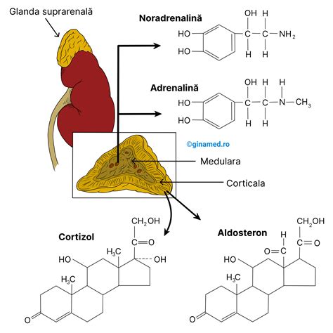 Ilustrație a mecanismelor genomice și nongenomice ale glucocorticoizilor