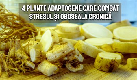 Schema plante adaptogene și nutrienți pentru fertilitate