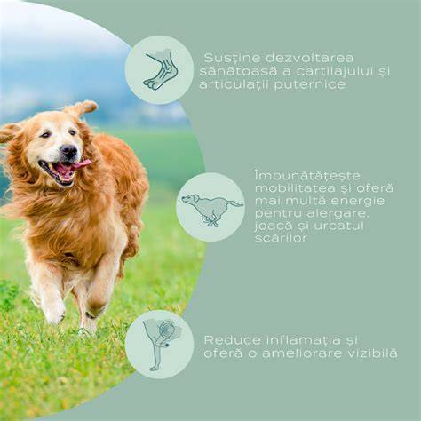 Infografic: Beneficiile sterilizării femelelor pentru sănătatea câinilor
