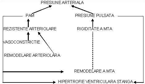 Infografie: estructurarea trofoblastului si rolul sau in remodelarea arterelor spiralate