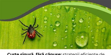 Imagine sigura: oglindă/plutitoare