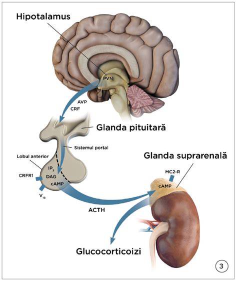 Diagrama axului hipotalamo-hipofizo-ovarian si a principalilor hormoni