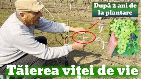 Infografic: ciclul anual al viței de vie (plantare, înflorire, coacere, recoltare) - tema: ciclul viticol