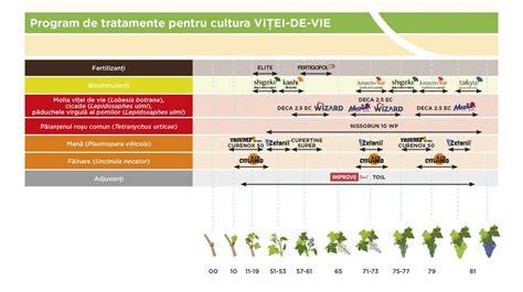 Infografic: Etapele înfloritului viței de vie