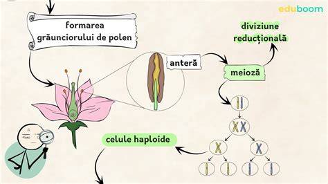 Diagrama procesului de fecundare: polenizare, germinare și fecundare