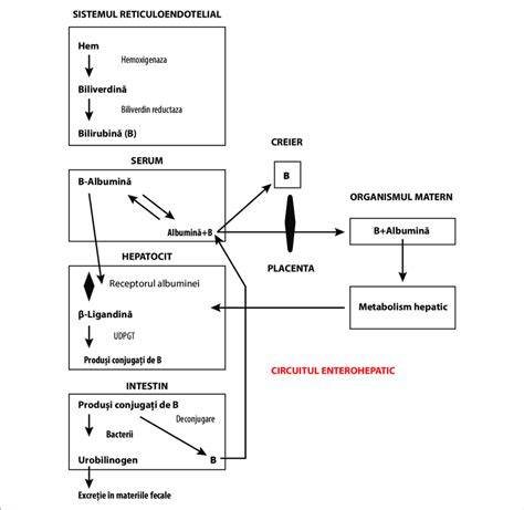 Infografic: metabolismul bilirubinei si traseul acesteia de la producere la excretie