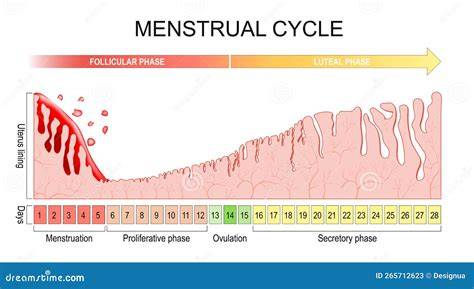 Infografic: Fazy infertilitate: ovulatie, trompe, sperma, optimizarea sanselor