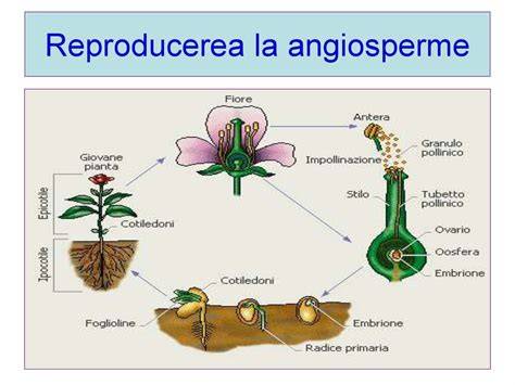 Infografic: procesul fecundației la angiosperme