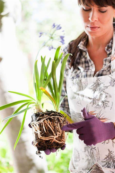 Ciupercă parazită distrugând rădăcina plantelor