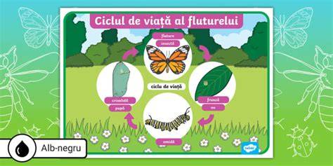 Infografic: ciclul de viață al unui proiect european (identificare - cerere - implementare - monitorizare - evaluare)