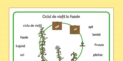 Schemă de dezvoltare a fătului săptămânal