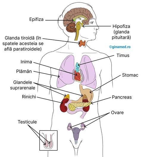 Infografic: Panoul principal al sistemului endocrin și principalele glande producătoare de hormoni