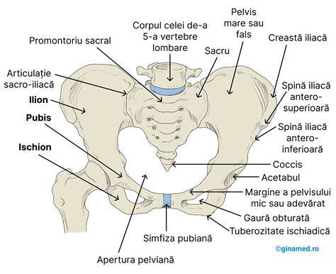 Diagramă a annexe pelviene: stramtoarea superioară, escavatia și stramtorile inferioare
