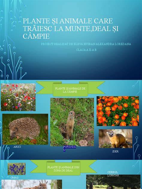 grafic efecte muzică plante animale și oameni