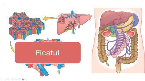 Infografic: Calea bilei de la ficat la intestin - blocaje posibile