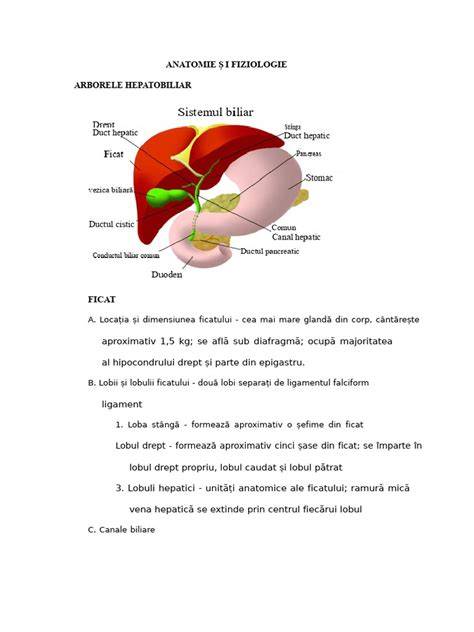 Infografic: căile bilirubinei și locul obstrucției